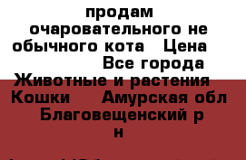 продам очаровательного не обычного кота › Цена ­ 7 000 000 - Все города Животные и растения » Кошки   . Амурская обл.,Благовещенский р-н